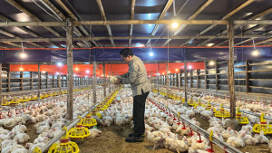 Upaya Stabilkan Harga Ayam Hidup, Kementan Pantau Serapan Ayam Besar oleh Perusahaan Integrator dan Pabrik Pakan